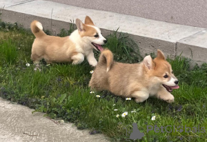 Photo №3. Chiots Welsh Corgi Pembroke. Serbie