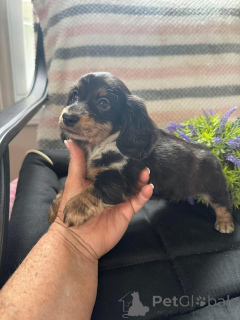 Photo №2 de l'annonce № 163176 de la vente teckel - acheter à Pologne éleveur