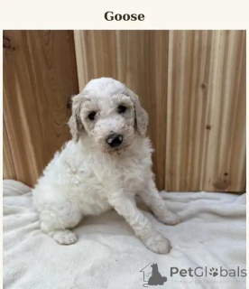 Photo №1. caniche (nain), caniche (jouet) - à vendre en ville de Kreysfreie Stadt Frankfurt Am Main | 580€ | Annonce №175982