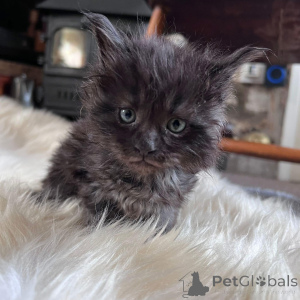 Photo №4. Je vais vendre maine coon en ville de New york. annonce privée - prix - 319€