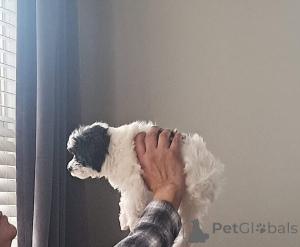 Photo №1. maltipu - à vendre en ville de Bayerisch Eisenstein | 900€ | Annonce №150136