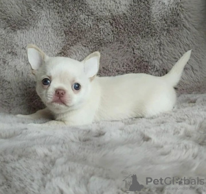 Photo №1. chihuahua - à vendre en ville de Tallinn | négocié | Annonce №125277