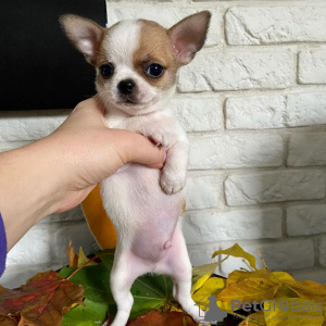 Photo №2 de l'annonce № 84230 de la vente chihuahua - acheter à La finlande annonce privée