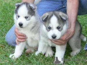 Photo №1. husky de sibérie - à vendre en ville de Genève | négocié | Annonce №124416