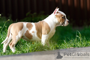 Photos supplémentaires: Chiot staffordshire terrier