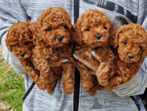 Photos supplémentaires: Bébés jouets et mini caniches