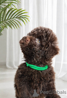 Photo №4. Je vais vendre caniche (jouet) en ville de Bettambur.  - prix - négocié