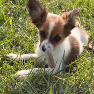 Photo №3. Précieux beau chiot papillon femelle. Allemagne