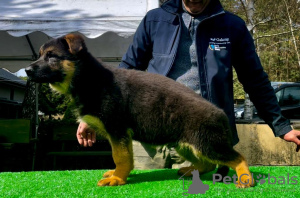 Photo №3. Beaux chiots GSD d'Europe à vendre. Pologne