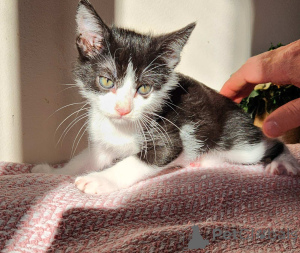 Photo №1. european à poil ras - à vendre en ville de Vienne | négocié | Annonce № 136607