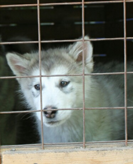 Photo №1. malamute de l'alaska - à vendre en ville de Ekaterinbourg | 193€ | Annonce №6719