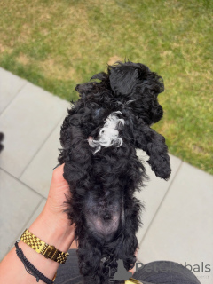 Photo №3. Charmant chiot caniche jouet noir avec une marque de poitrine blanche, des. Allemagne