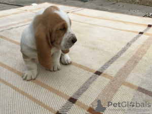 Photo №1. basset hound - à vendre en ville de Berlin | 300€ | Annonce №70869