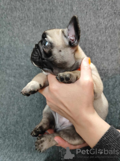 Photo №4. Je vais vendre  en ville de Pinsk. éleveur - prix - négocié