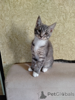 Photo №4. Je vais vendre maine coon en ville de Baranovichi. annonce privée - prix - 16€