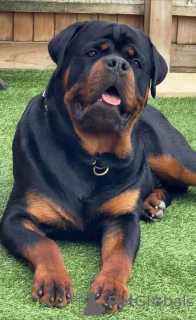 Photo №1. berger allemand - à vendre en ville de Texas | 4359€ | Annonce №168811