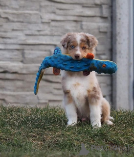 Photo №1. berger australien - à vendre en ville de KlosterneBurg | négocié | Annonce №165327