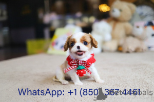 Photo №3. Dean Janet Kay Puppies House. USA