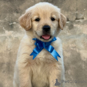 Photo №3. Chiots Golden Retriever loyaux, doux et familiaux. Belgique