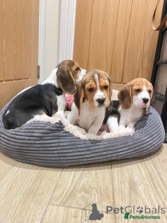 Photo №1. beagle - à vendre en ville de Bietigheim-Bissingen | 350€ | Annonce №166491