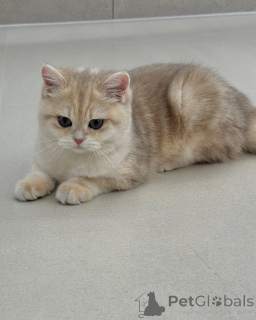Photo №2 de l'annonce № 157998 de la vente british shorthair - acheter à La finlande annonce privée