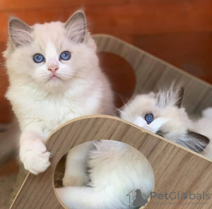 Photo №4. Je vais vendre ragdoll en ville de Калифорния Сити. annonce privée - prix - négocié