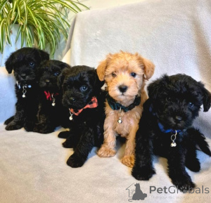 Photo №1. caniche (jouet) - à vendre en ville de Steyr | 800€ | Annonce №172350
