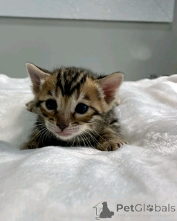 Photo №2 de l'annonce № 137216 de la vente bengal - acheter à Allemagne annonce privée, éleveur