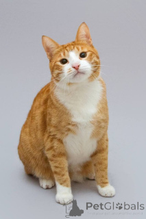 Photo №1.  - à vendre en ville de Khimki | Gratuit | Annonce № 164498