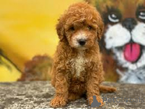 Photo №4. Je vais vendre labradoodle en ville de Manchester. annonce privée, éleveur - prix - 700€