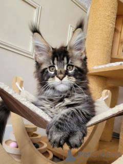 Photo №3. Chatons Maine Coon de race pure à vendre Grands, moelleux et amicaux. Allemagne