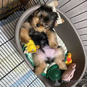 Photo №4. Je vais vendre yorkshire terrier en ville de Гамбург. annonce privée - prix - 330€