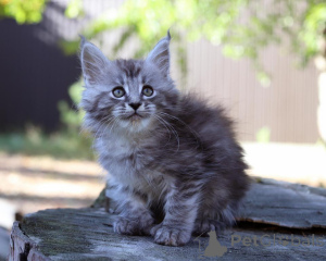 Photo №1. maine coon - à vendre en ville de Norderstedt | 350€ | Annonce № 173636