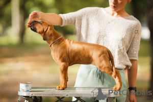 Photo №3. Chiots Rhodesian Ridgeback. Biélorussie