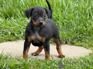 Photo №1. pinscher nain - à vendre en ville de Aix-en-Provence | Gratuit | Annonce №171800