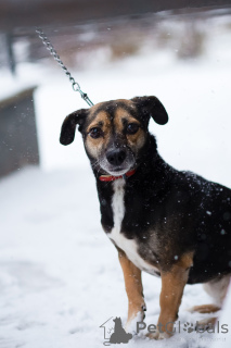 Photo №4. Je vais vendre chien bâtard en ville de Saint-Pétersbourg. annonce privée - prix - Gratuit