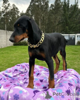 Photo №2 de l'annonce № 169666 de la vente dobermann - acheter à Belgique 