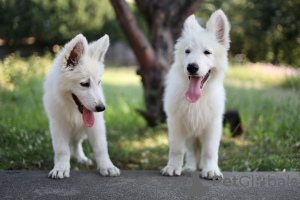 Photos supplémentaires: Chiots Berger Blanc Suisse à vendre