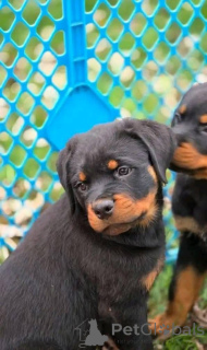 Photo №2 de l'annonce № 161315 de la vente  - acheter à Australie 