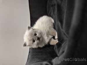 Photo №1. ragdoll - à vendre en ville de Ostrów Wielkopolski | négocié | Annonce № 143763