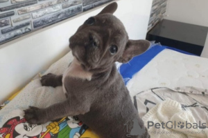 Photo №4. Je vais vendre chien bâtard en ville de Shumen. annonce privée - prix - 1500€