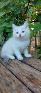 Photo №1. ragdoll - à vendre en ville de Aarhus | négocié | Annonce № 156816