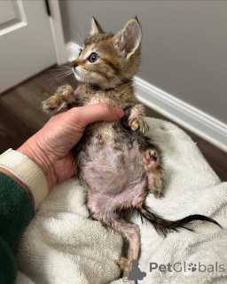 Photo №1. bengal - à vendre en ville de Munich | 420€ | Annonce № 150616