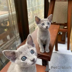 Photo №1. bleu russe - à vendre en ville de Prague | négocié | Annonce № 134910