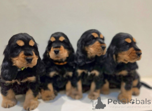 Photo №3. Urocze szczenięta cocker spaniela à l'adopcji. Pologne