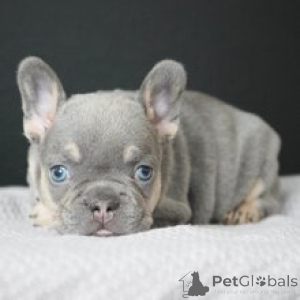 Photo №3. Bouledogue Français Femelle de 8 semaines Prête à rentrer à la maison. Allemagne