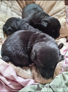 Photo №1. chien bâtard - à vendre en ville de Minsk | Gratuit | Annonce №166478