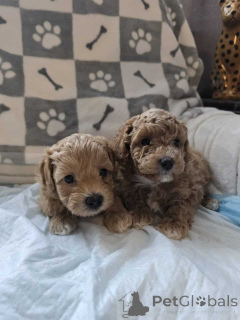 Photo №1. maltipu - à vendre en ville de Berlin | 900€ | Annonce №149896