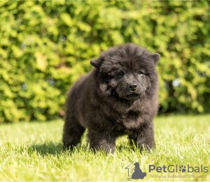 Photos supplémentaires: Les chiots Chow Chow sont maintenant prêts à emménager dans de nouveaux foyers