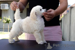 Photos supplémentaires: Chiots Caniche Toy